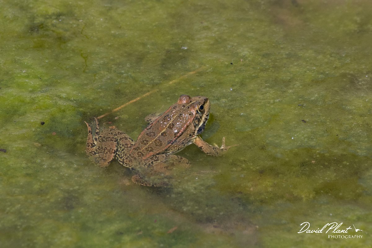DPPhotography - Lesvos - Levant water frog - C.jpg - Levant water frog - Anaxos, Lesvos