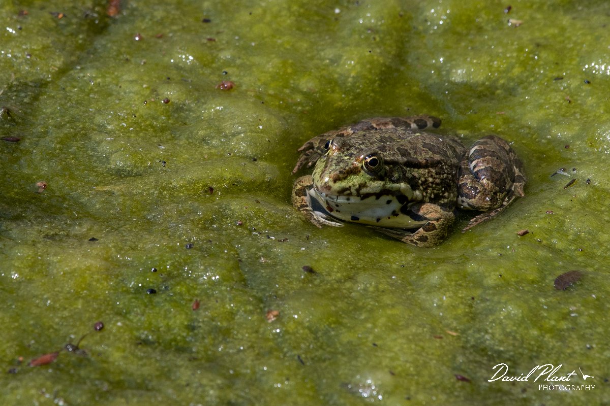 DPPhotography - Lesvos - Levant water frog - F.jpg - Levant water frog - Anaxos, Lesvos