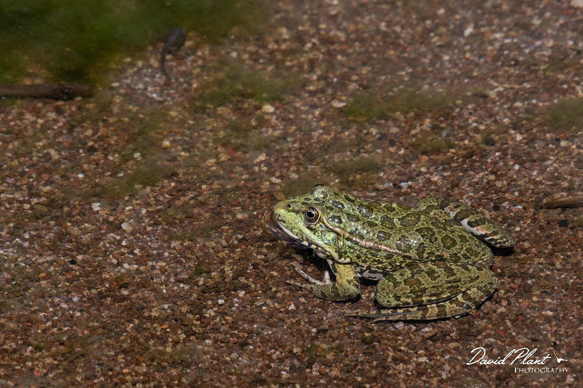 DPPhotography - Lesvos - Levant water frog - G.jpg - Levant water frog - Anaxos, Lesvos