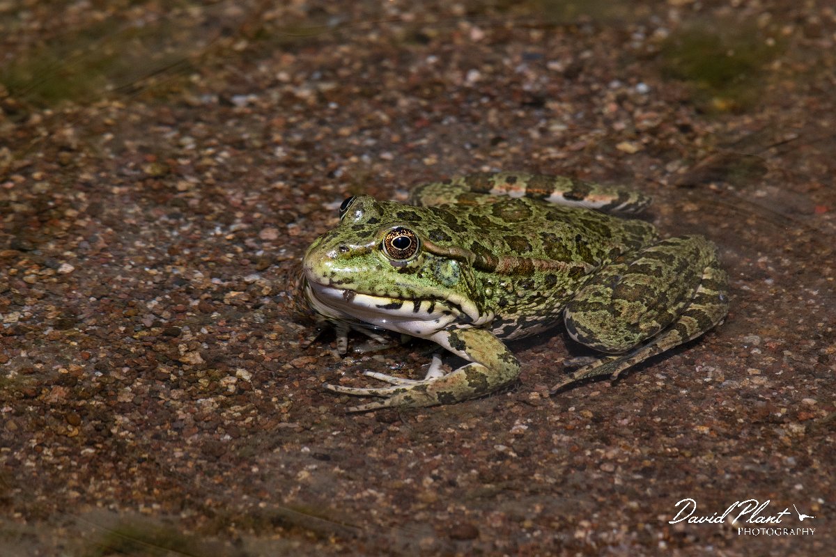 DPPhotography - Lesvos - Levant water frog - H.jpg - Levant water frog - Anaxos, Lesvos