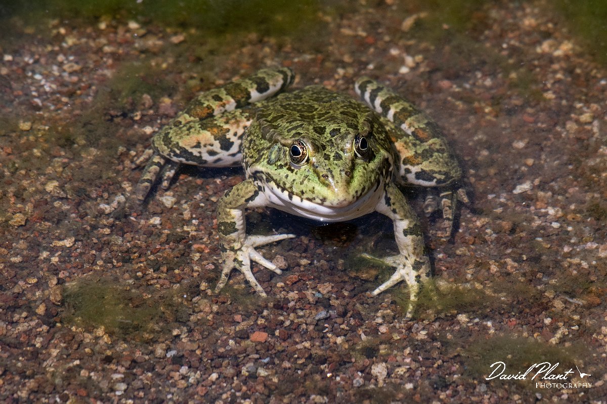 DPPhotography - Lesvos - Levant water frog - I.jpg - Levant water frog - Anaxos, Lesvos