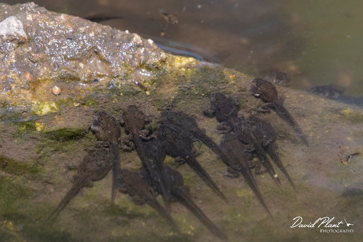 DPPhotography - Lesvos - Levant water frog - J.jpg - Levant water frog - Anaxos, Lesvos