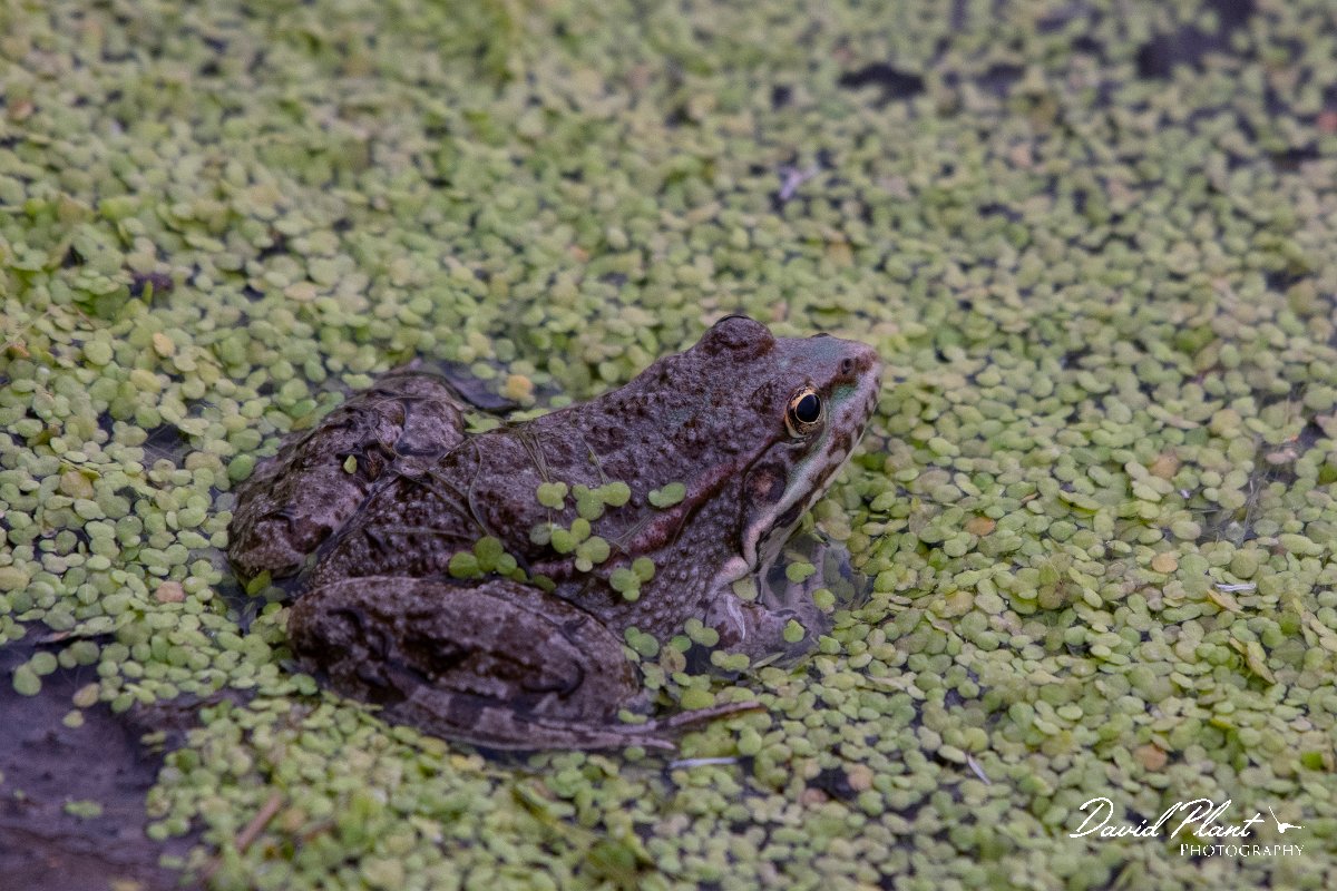 DPPhotography - Lesvos - Levant water frog - L.jpg - Levant water frog - Metochi Lake, Lesvos