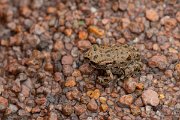 DPPhotography - Lesvos - Green toad - A