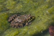 DPPhotography - Lesvos - Levant water frog - B