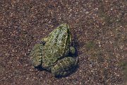 DPPhotography - Lesvos - Levant water frog - E
