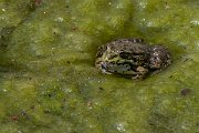DPPhotography - Lesvos - Levant water frog - F