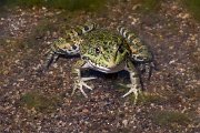 DPPhotography - Lesvos - Levant water frog - I