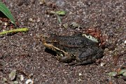 DPPhotography - Lesvos - Levant water frog - K