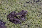 DPPhotography - Lesvos - Levant water frog - L