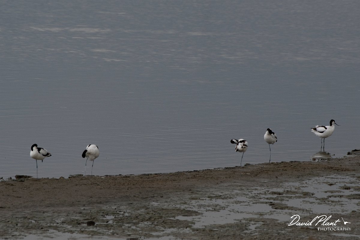 DPPhotography - Lesvos - Avocet - A.jpg