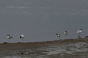 DPPhotography - Lesvos - Avocet - A