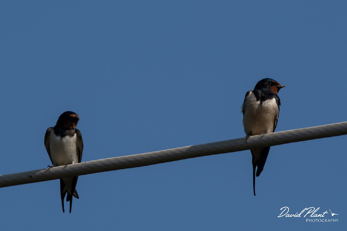 DPPhotography - Lesvos - Barn swallow - B.jpg - Barn swallow - Anaxos, Lesvos