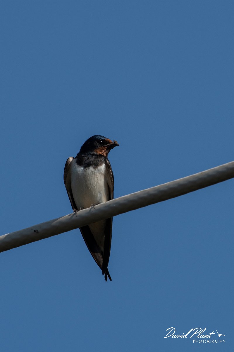 DPPhotography - Lesvos - Barn swallow - C.jpg - Barn swallow - Anaxos, Lesvos