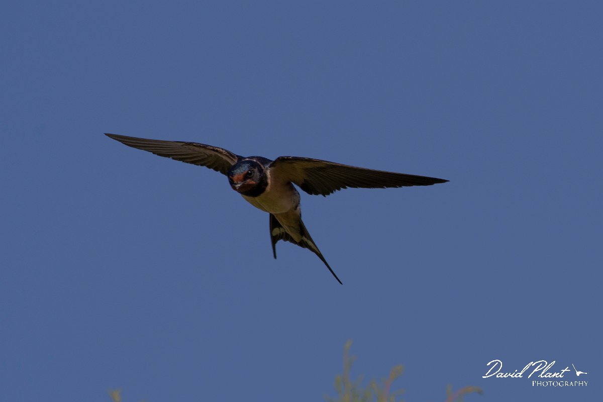 DPPhotography - Lesvos - Barn swallow - E.jpg - Barn swallow - Anaxos, Lesvos