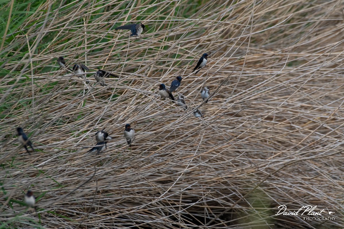 DPPhotography - Lesvos - Barn swallow - G.jpg - Barn swallow - Faneromeni, Lesvos