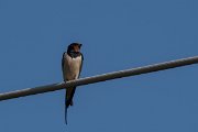 DPPhotography - Lesvos - Barn swallow - A