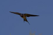DPPhotography - Lesvos - Barn swallow - E