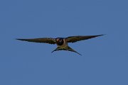 DPPhotography - Lesvos - Barn swallow - F