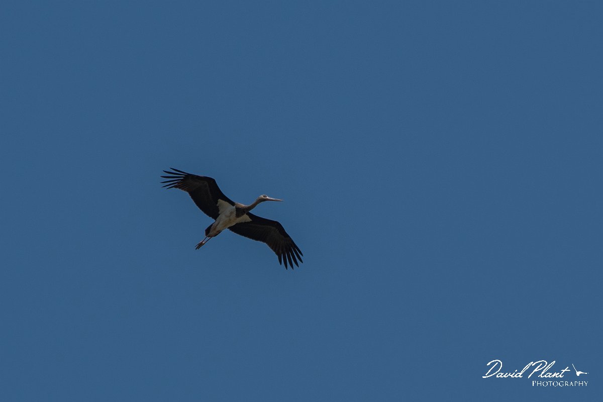 DPPhotography - Lesvos - Black stork - A.jpg - Black stork - Achladeri forest, Lesvos