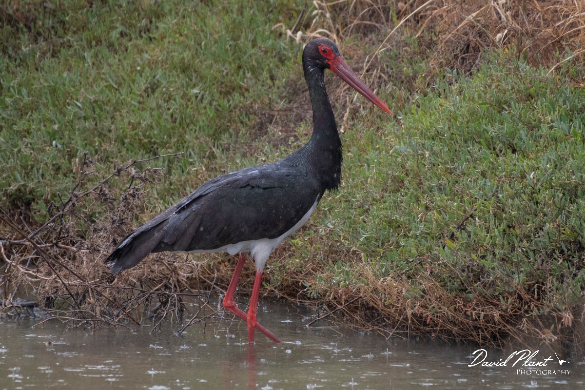 DPPhotography - Lesvos - Black stork - B.jpg - Black stork - Kalloni saltpans, Lesvos