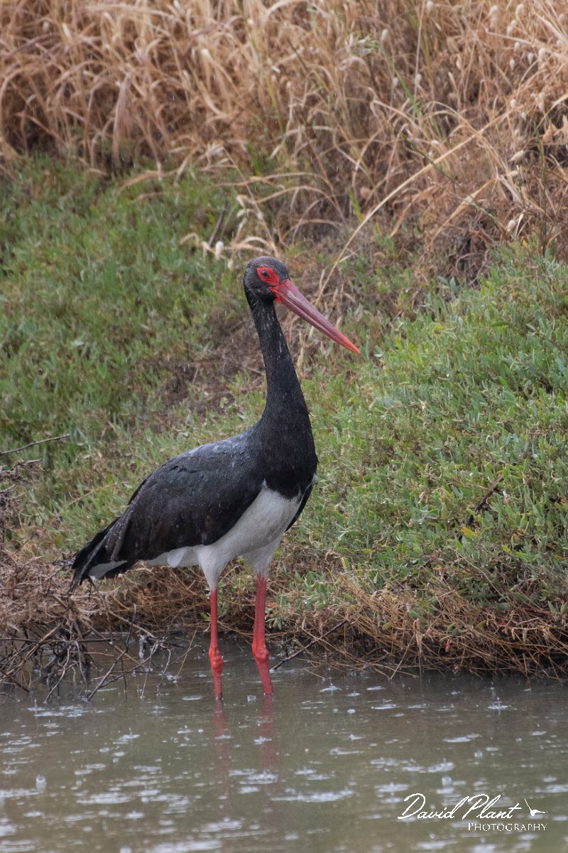DPPhotography - Lesvos - Black stork - C.jpg - Black stork - Kalloni saltpans, Lesvos