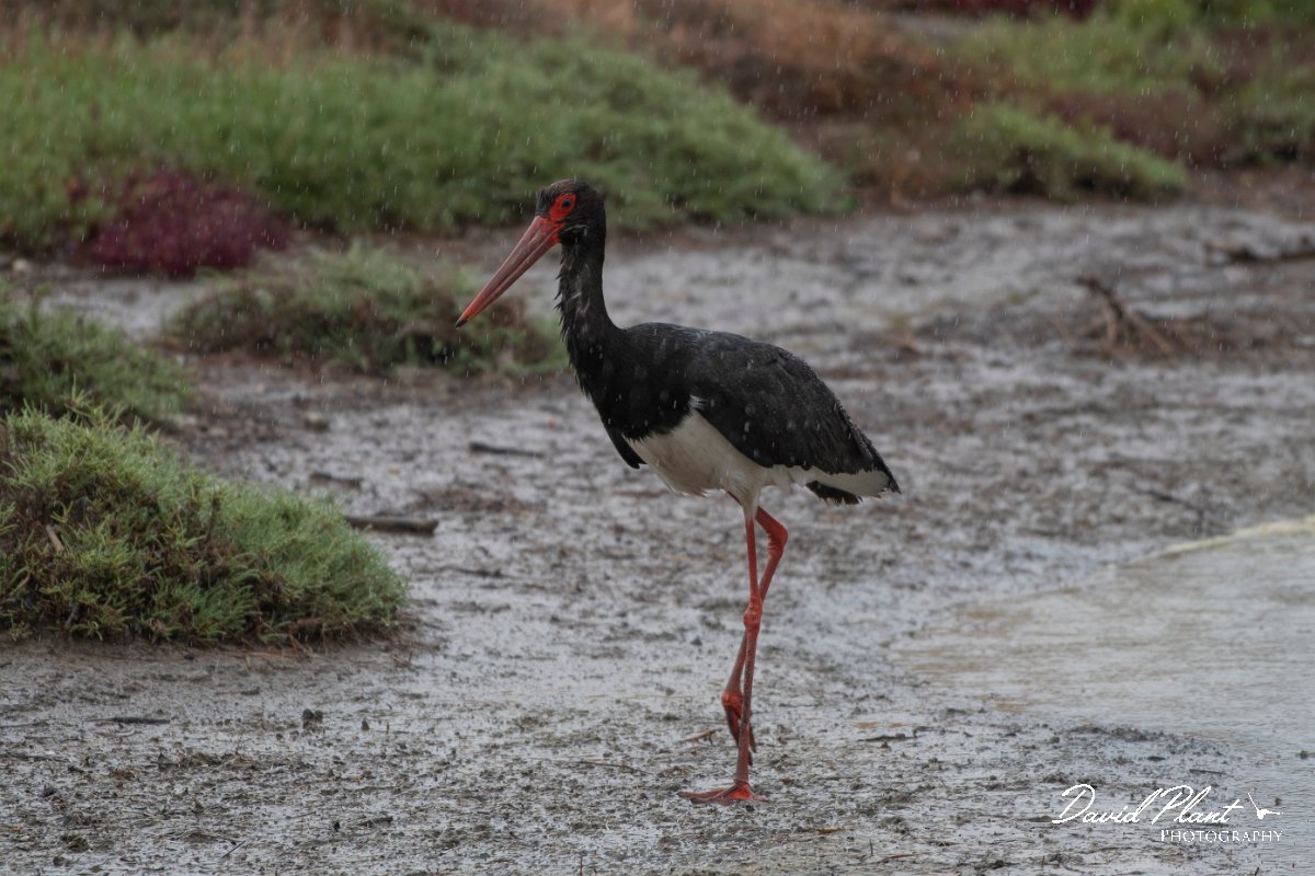 DPPhotography - Lesvos - Black stork - D.jpg - Black stork - Kalloni saltpans, Lesvos
