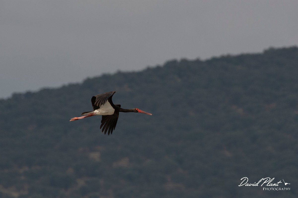 DPPhotography - Lesvos - Black stork - G.jpg - Black stork - Kalloni saltpans, Lesvos