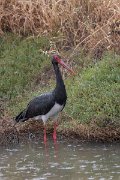 DPPhotography - Lesvos - Black stork - C