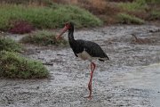 DPPhotography - Lesvos - Black stork - D