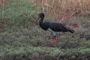 DPPhotography - Lesvos - Black stork - F