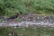 DPPhotography - Lesvos - Black stork - H