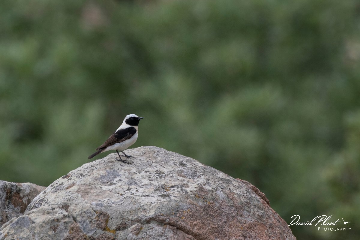 DPPhotography - Lesvos - Black-eared wheatear - A.jpg - Black-eared wheatear - Ipsilou Monastery, Lesvos