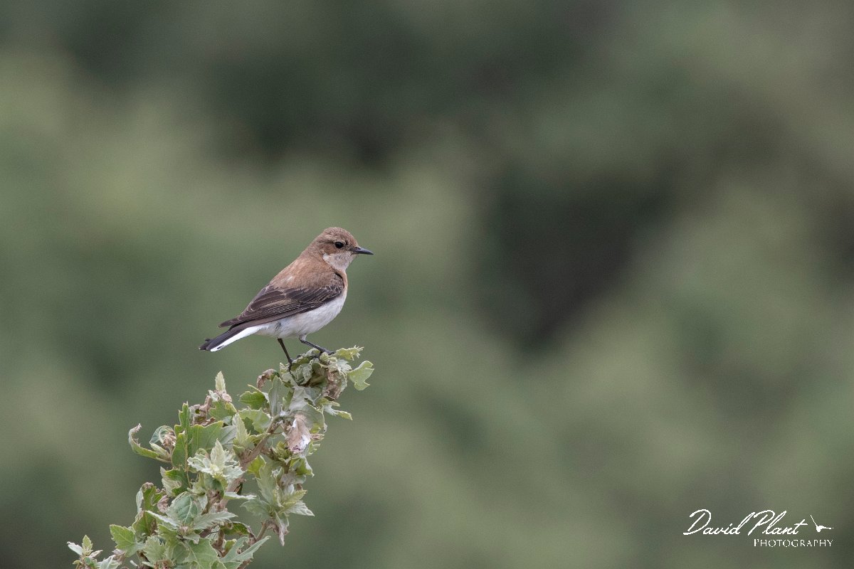 DPPhotography - Lesvos - Black-eared wheatear - B.jpg - Black-eared wheatear - Ipsilou Monastery, Lesvos
