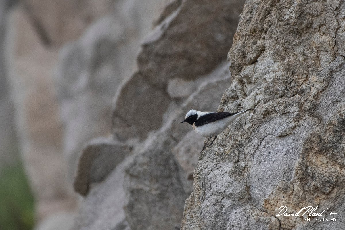 DPPhotography - Lesvos - Black-eared wheatear - F.jpg - Black-eared wheatear - Ipsilou Monastery, Lesvos