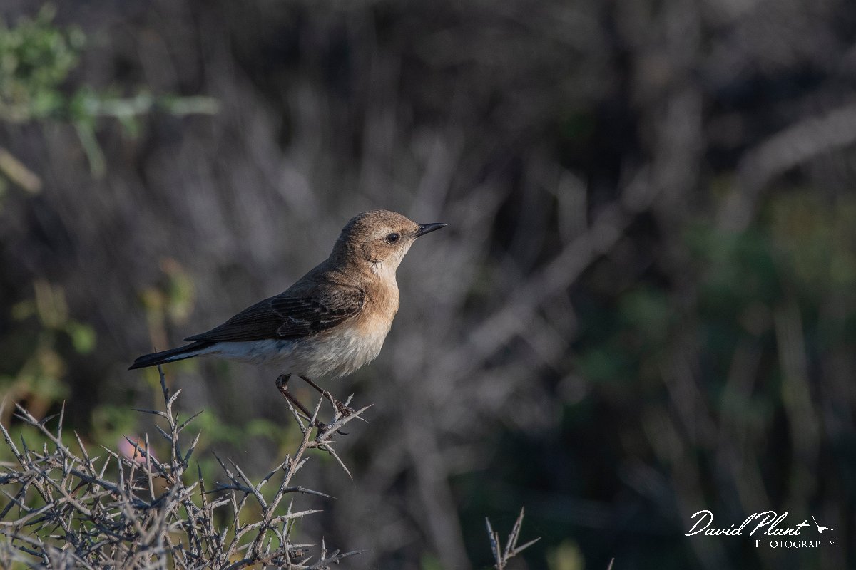 DPPhotography - Lesvos - Black-eared wheatear - H.jpg - Black-eared wheatear - Kavaki, Lesvos