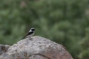 DPPhotography - Lesvos - Black-eared wheatear - A