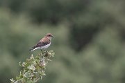 DPPhotography - Lesvos - Black-eared wheatear - B