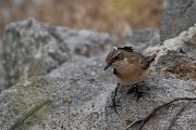 DPPhotography - Lesvos - Black-eared wheatear - C