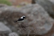 DPPhotography - Lesvos - Black-eared wheatear - D
