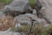 DPPhotography - Lesvos - Black-eared wheatear - E