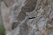 DPPhotography - Lesvos - Black-eared wheatear - F