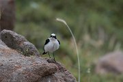 DPPhotography - Lesvos - Black-eared wheatear - G
