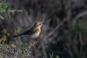 DPPhotography - Lesvos - Black-eared wheatear - H