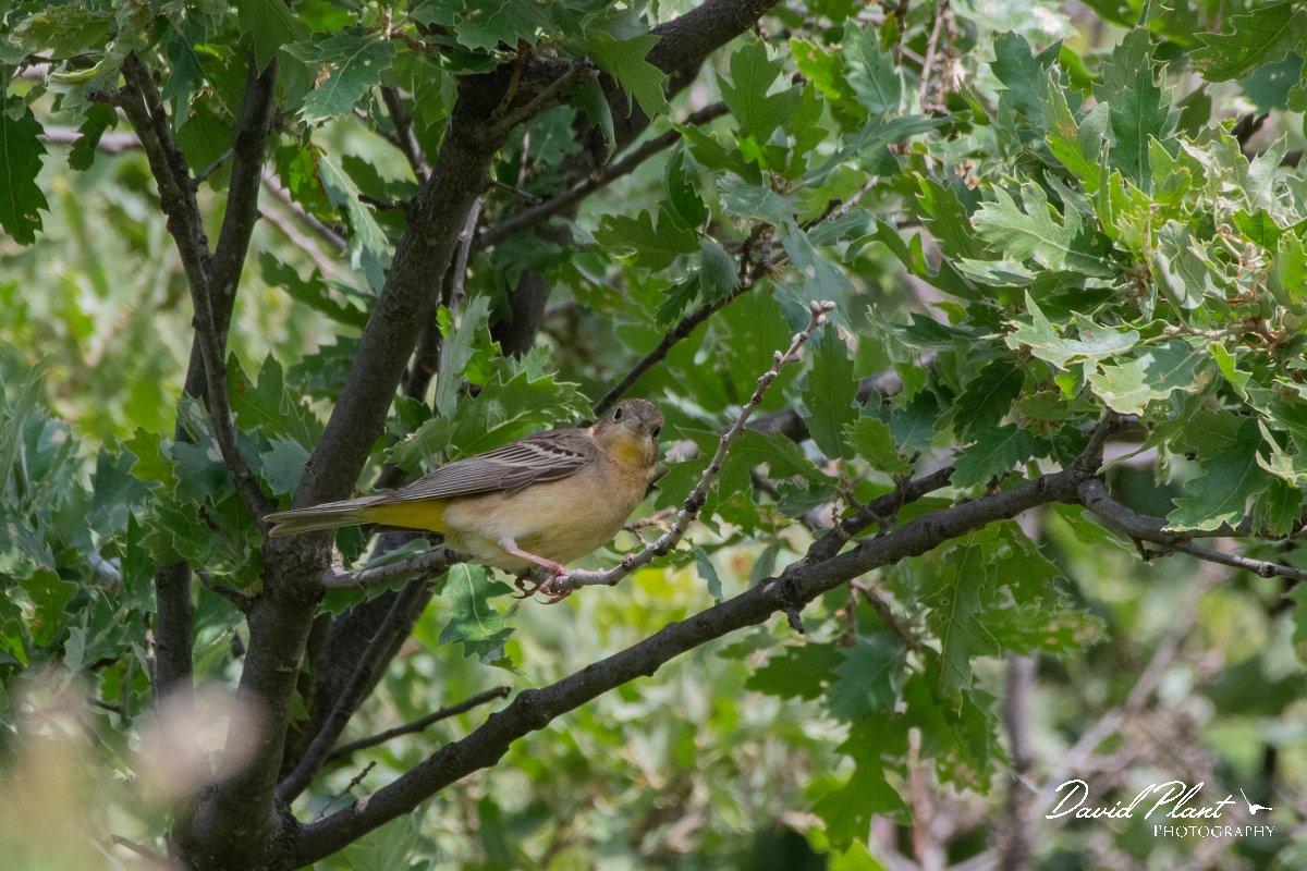 DPPhotography - Lesvos - Black-headed bunting - A.jpg - Black-headed bunting - Ipsilou Monastery, Lesvos