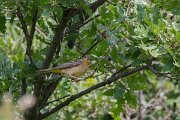 DPPhotography - Lesvos - Black-headed bunting - A
