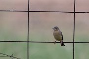 DPPhotography - Lesvos - Black-headed bunting - B