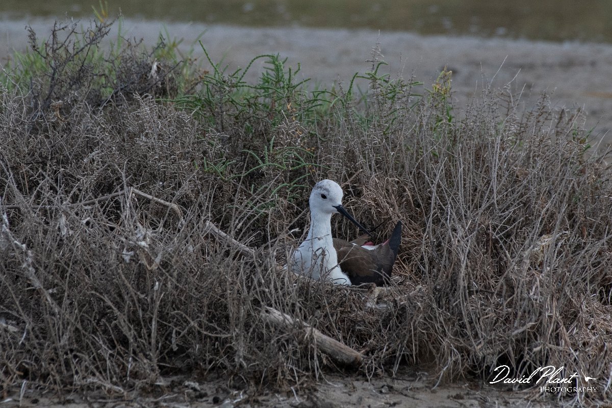 DPPhotography - Lesvos - Black-winged stilt - B.jpg - Black-winged stilt - Kalloni saltpans, Lesvos