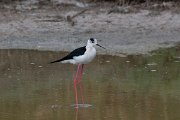DPPhotography - Lesvos - Black-winged stilt - A