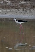 DPPhotography - Lesvos - Black-winged stilt - C